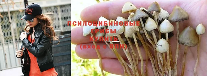 Галлюциногенные грибы MAGIC MUSHROOMS  это телеграм  Короча  где можно купить  